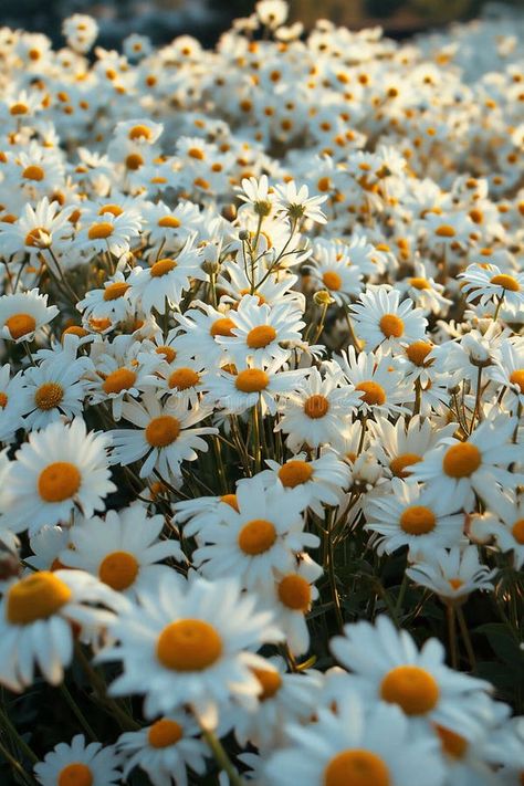 A field of chamomile or daisy flowers, with white petals and yellow centers, creates a serene and natural setting royalty free stock photography Flowers In Nature, Daisy Background, Seed Cycling, Chamomile Flower, Daisy Field, White Petals, Flowers White, Chamomile Flowers, Daisy Flowers