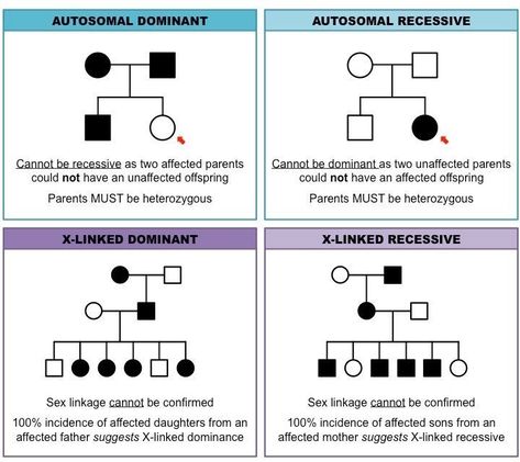 pedigree charts: inheritance cheat sheet Biology Activity, Learn Biology, Elementary Worksheets, Pedigree Chart, Study Biology, Biology Classroom, Biology Facts, Ap Biology, Study Flashcards