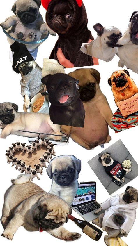 pug lover ❤️ 💖 💕 ♥️ 💓 Pug Lover, My Vibe, Pug, I Love