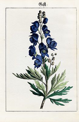 Monkshood Flower Tattoo, Aconite Flower Tattoo, Aconite Flower Drawing, Aconitum Tattoo, Aconite Tattoo, Monkshood Tattoo, Wolfsbane Drawing, Deadly Flowers, Herb Collection