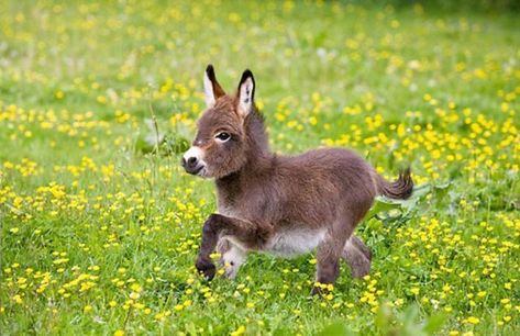 15 Pictures Of Tiny Donkeys That Are Too Fricken Cute For This World - I Can Has Cheezburger? Small Donkey, Baby Donkey, Mini Donkey, Miniature Donkey, Cute Donkey, Precious Animals, Cutest Animals, Baby Animals Funny, Donkeys