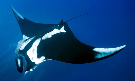 Giant Oceanic Manta Ray Terrifying Ocean, Oceanic Manta Ray, Ocean Pics, Giant Manta, Ocean Pictures, Underwater Creatures, Aquatic Animals, Manta Ray, Marine Biology