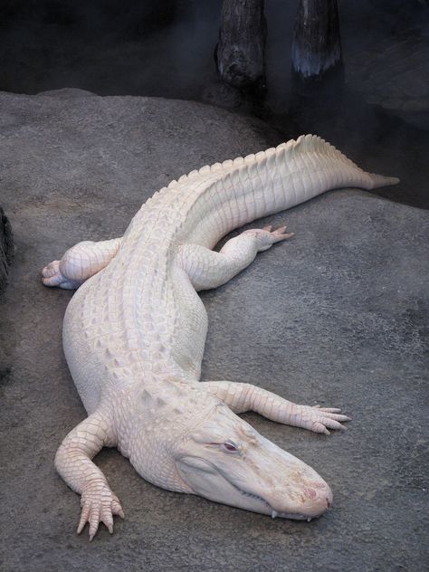 White Alligator, Wild Animals Photography, Albino Animals, House Targaryen, Rare Animals, Rare Breed, Crocodiles, Reptiles And Amphibians, Unique Animals