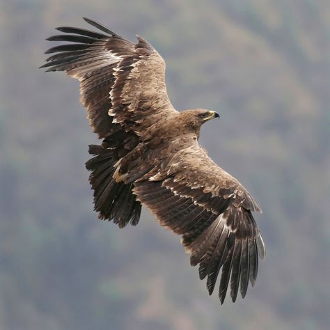 https://flic.kr/p/r8kior | N India Tour 2012: Steppe Eagle | Belonging to the same genus as the Golden Eagle, the Eastern Steppe Eagle breeds in Central Asia and winters in Northern India. According to Salim Ali, specimens of the migratory eagle have been found on the South Col of Mt. Everest at c. 26,000 ft! The city dump at Nainital in the Himalayan foothills is a great place to see this species as 100's of thes Salim Ali, Steppe Eagle, Tiger Horse, Cedar Forest, Eagle Drawing, Mt Everest, Nainital, Kinds Of Birds, India Tour