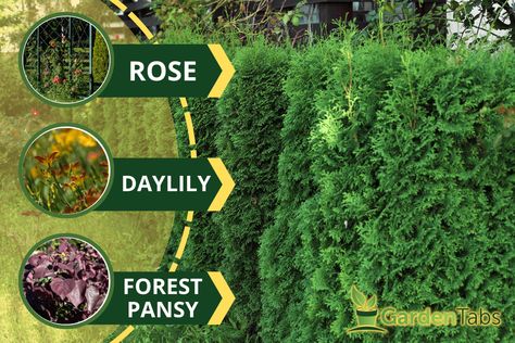 What To Plant With Arborvitae, Green Giant Arborvitae Landscaping Ideas, Arborvitae Companion Plants, Techny Arborvitae, Arborvitae Fence, Emerald Arborvitae, Arborvitae Landscaping, Globe Arborvitae, Americana Quilt