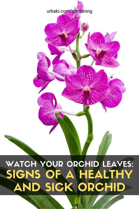 The leaves of your orchids can give you many clues about the overall health of your plant! Learning to recognize orchid signs of distress and understanding the meaning behind the appearance of your plant's leaves can help you identify potential problems and fix them before they damage your orchid. Here are some signs to look for when evaluating the health of your orchids: Signs of a healthy orchid The leaves of the orchid are green, firm, and elastic. The leaves are uniformly green and... Orchid Leaf Problems, Orchid Roots, Orchid Leaves, Vanda Orchids, Green Tips, Growing Orchids, Orchids Garden, Root System, Orchid Care