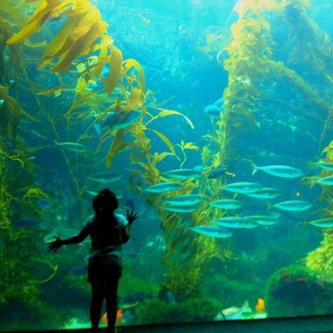 My daughter at the Birch Aquarium, La Jolla, CA Bare Bottom Aquarium, Aquarium Mermaid, Birch Aquarium San Diego, Birch Aquarium, Okinawa Aquarium, Aquarium Of The Pacific Long Beach, Kelp Forest, Photographer Camera, Beta Fish