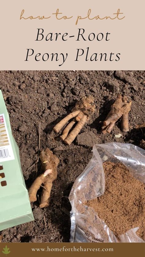 How To Plant Peony Roots, Planting Peony Roots, Planting Peony Bulbs, Diy Peony Support, Peony Support Ideas Diy, Peony Planting, Peony Bulbs, Peony Support, Peony Bush