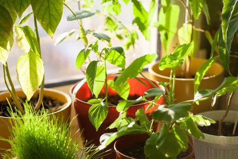 Trying to keep some green throughout the winter? Keep your houseplants alive and happy until warmer weather hits with these helpful tips: Remove Mold, Air Purifying House Plants, Trendy Plants, Air Purifying Plants, Plants Indoor, Mold Remover, Edible Plants, House Plants Indoor, Indoor Air Quality