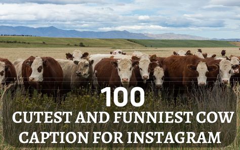 100 Cute & Funny Cow Captions for Instagram 2023 Staring Caption, Cow Captions, Photos Of Cows, Cows Quotes, Captions For Instagram 2023, Farm Life Quotes, Cow Halloween Costume, Cow Puns, Cow Quotes