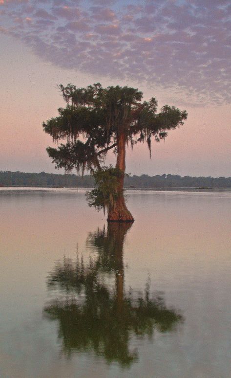 Lake Martin Cypress Swamp, Lafayette Louisiana | The Lake Ma… | Flickr Louisiana Swamp Paintings, Cypress Trees Swamp, Florida Swamp Art, Louisiana Nature, Louisiana Swamp Photography, Cypress Swamp, Louisiana Swamp, Lafayette Louisiana, Early In The Morning