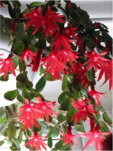 Succulent Potting Mix, Easter Cactus, Thanksgiving Cactus, Holiday Cactus, Healthy Easter, Cactus Care, Tropical Beauty, Soil Layers, Succulents Indoor