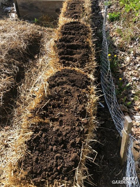 Growing veggies in straw bales is easy. It allows you to grow without having to turn the soil and creates the perfect environment for optimal growth. Learn all the steps required for straw bale gardening here. #vegetablegardening #gardeningtips Hay Bale Garden, Straw Bale Gardening Layout, Straw Gardening, Haybale Gardening, Straw Garden, Hay Bale Gardening, Strawbale Gardening, Planting Tomatoes, Growing Tomato