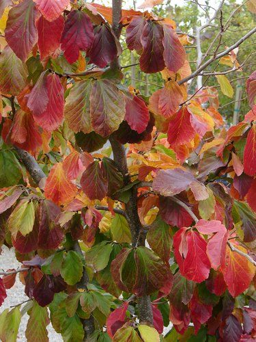 Parrotia Persica, Ironwood Tree, Red Forest, Street Trees, Tree Winter, Winter Red, Children's Garden, Dry Creek, Tree Seeds