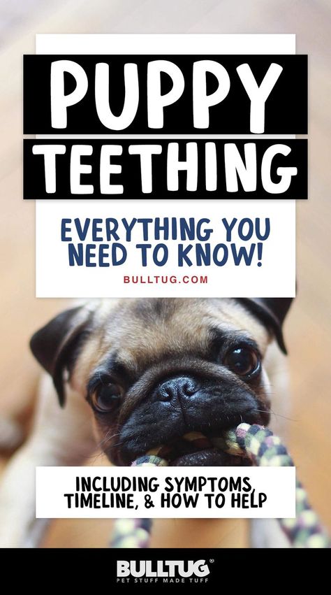 puppy teething Things For Puppies, Teething Symptoms, Puppy Teething, Puppy Chewing, New Things, Need To Know, Puppies, Dogs