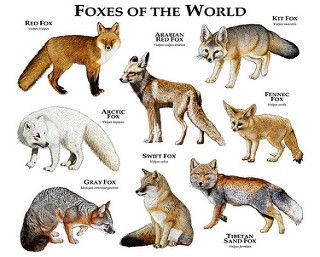 foxes | by Roger D Hall Types Of Foxes, Swift Fox, World Poster, Art Fox, Grey Fox, Animal Species, Animal Facts, Wild Dogs, Zoology