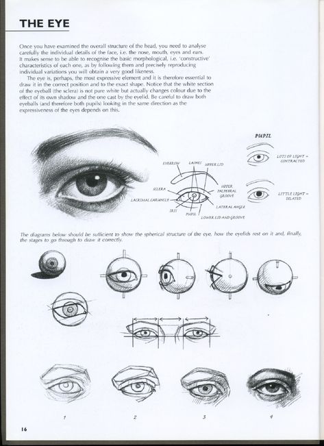 Drawing Eyes Tutorial, Portrait Drawing Tips, Study Drawing, Eye Study, Eyes Tutorial, Art Of Drawing, Eye Anatomy, Drawing Portraits, 얼굴 드로잉