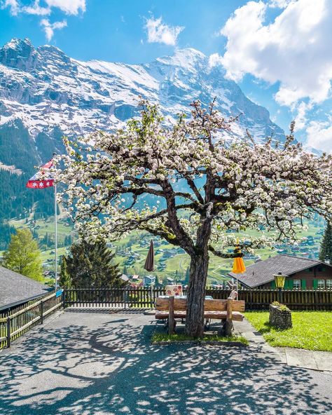 pring in Switzerland 🇨🇭 🌸 Who would like to spend some days here in Grindelwald 😍I love this place always nice to be there in every season Switzerland Travel Guide, Grindelwald Switzerland, Switzerland Travel, Nature View, Travel Videos, Beautiful Places In The World, Beautiful Nature Pictures, Travel Insurance, Images Gif