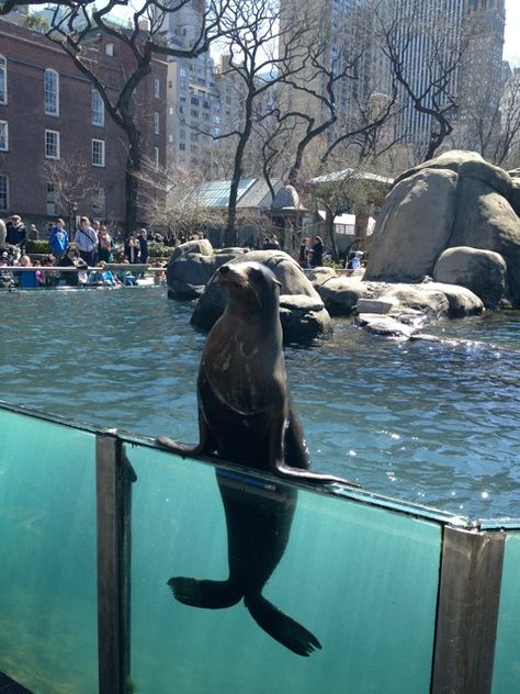 Central Park Zoo, NYC Nyc Zoo Central Park, Central Park Zoo Aesthetic, Nyc Billboard, Zoo Aesthetic, Cental Park, New York Zoo, Animal Enclosures, Central Park Zoo, Ny Map