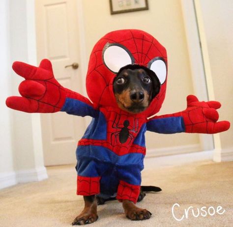 Dog wearing Spider-Man costume Weenie Dogs Funny, Fear Of Spiders, Cute Dog Halloween Costumes, Dog Spider Costume, Spider Dog, Animal Halloween Costumes, Puppy Costume, Sausage Dogs, Weenie Dogs