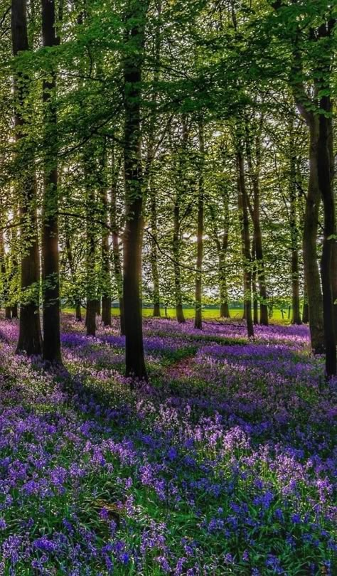 Jungle Pic, Forest In Spring, Spring Forest, Image Nature, Pretty Landscapes, Spring Landscape, Forest Flowers, Nature Garden, Jolie Photo