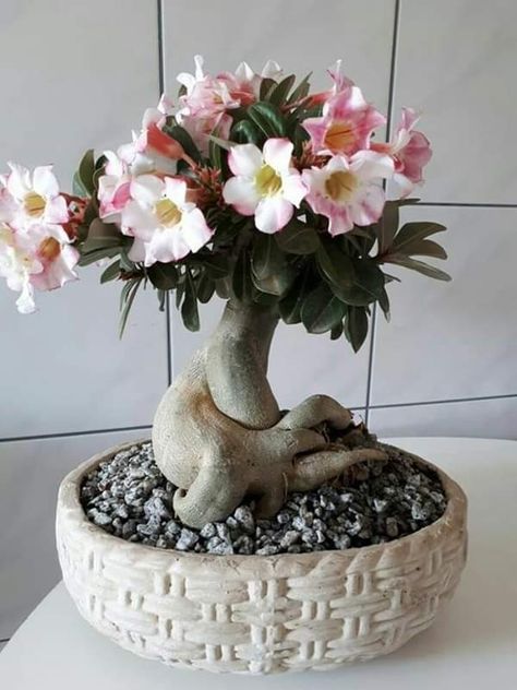 Desert Rose Bonsai, Dessert Rose Plant, Adenium Bonsai, Dessert Rose, Desert Roses, Desert Rose Plant, Adenium Obesum, Mini Bonsai, Bonsai Art