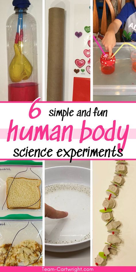 Text: 6 simple and fun Human Body Science Experiments
6 Pictures clockwise from top left: DIY lung model experiment, homemade stethoscope, pumping heart model, homemade spine model, germ theory soap and pepper science experiment, digestion STEM activity Human Body Science Experiments, Anatomy Activities For Kids, Digestion Activities, Anatomy Activities, Fun Anatomy, Human Body Science Projects, Human Body Unit Study, Elementary Science Experiments, Biology Experiments