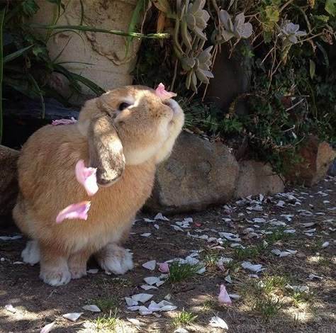 Rabbits come in lots of different shapes and sizes, but we prefer the ones that are cute, soft, and have twitchy noses. Oh, wait, that's all of them. Rabbit Aesthetic, Different Shapes, Rabbits, Twitter, Pink, White