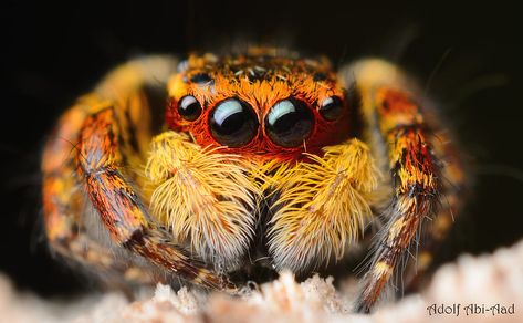 Macro Photography | Jumping Spider-Taiwan | Adolf Abi-Aad | Flickr Spider Mask, Arachnids Spiders, Macro Photography Insects, Spider Species, Jumping Spiders, Macro Photography Nature, Pet Spider, Jumping Spider, Beautiful Bugs