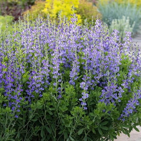 Baptisia Plant, Blue Wild Indigo, June Wedding Flowers, False Indigo, Baptisia Australis, Plant Palette, Mahone Bay, Garden Perennials, Minnesota Landscaping