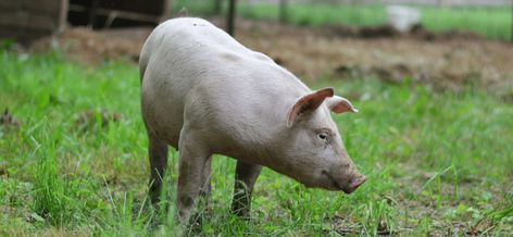 How to Raise Pigs on Pasture… 6 Things You Need to Know - Souly Rested Laundry On The Line, Pastured Pigs, Raising Pigs, Sandwich Bread Recipes, Cast Iron Recipes, Pork Loin Roast, Homeschool Kids, Life Is Tough, Pork Loin