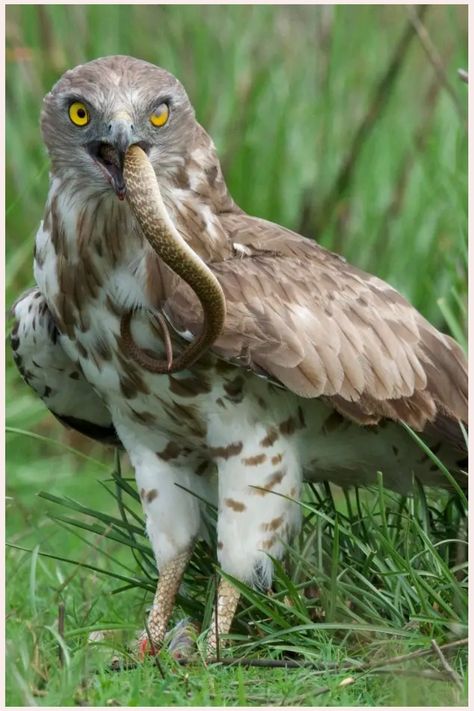 Do Eagles Eat Snakes? Animals Hunting Prey, Types Of Eagles, Garter Snake, Prairie Dog, Live Animals, Mountain Lion, Bird Drawings, Birds Of Prey, Small Birds