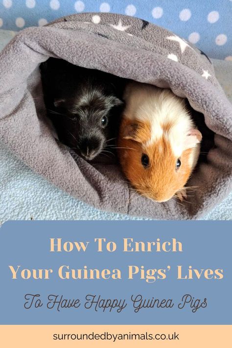 Helping you to make your guinea pigs happy by providing enrichment ideas for your piggies. Enrichment can include different things including the animal’s environment, things to stimulate their senses, companions, and food. Pig Enrichment Ideas, Guinea Pig Enrichment, Pig Enrichment, All Animals, Guinea Pig, Best Life, Guinea Pigs, Pigs, Animals