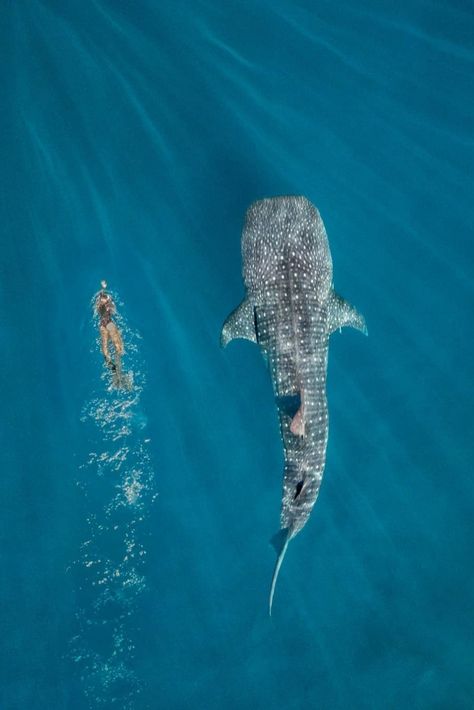 Swimming With Whale Sharks Aesthetic, Cute Ocean Aesthetic, Swim With Whale Sharks, Whale Shark Photography, Wallpaper Sea Animals, Ocean Fish Tattoo, Whale Shark Wallpaper, Cake Whale, Drawing Sea Creatures