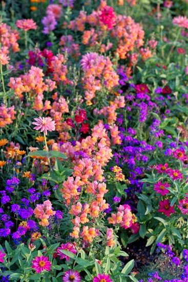 Purple And Orange Flowers Garden, Purple Orange Garden, Annual Flower Combinations, Orange And Purple Garden, Zinnia Gardens, Purple Annuals, Red Flower Garden, Purple Flower Garden, Sunset Garden