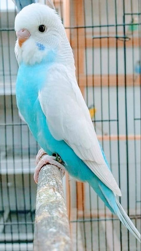 Fancy Parakeet, Love Birds Pet, Budgies Bird, Budgie Parakeet, Parakeets, Parrot Bird, Funny Birds, Bird Pictures, Pretty Birds