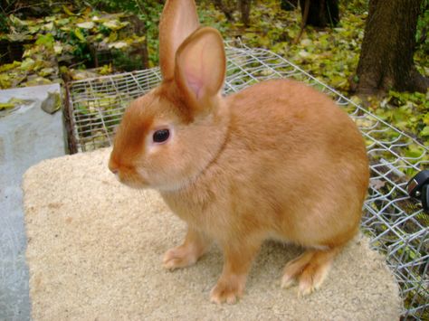 Mini Satin Rabbit, Satin Rabbit, Bunnies For Sale, Rabbits For Sale, All About Rabbits, Rabbit Breeds, Dog Info, New Hampshire, Hampshire