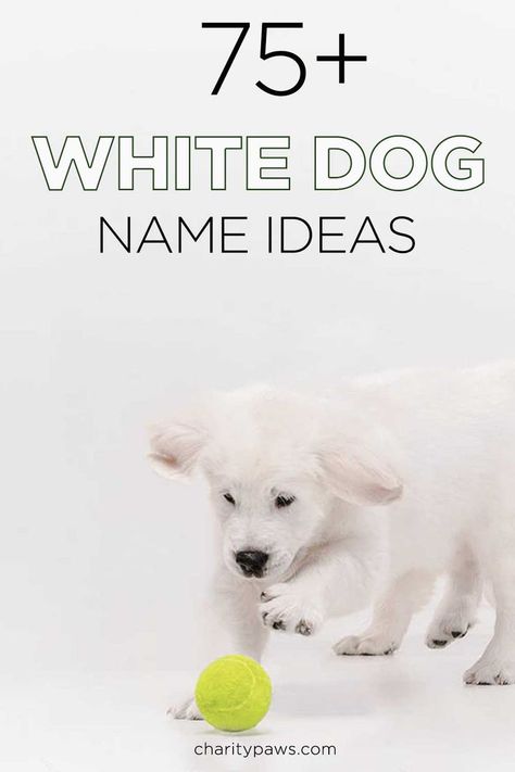 If Snow or Ghost do not sound appealing - this list of over 75 white dog names should help you find something more interesting for you new white dog. https://charitypaws.com/white-dog-names/ Dog Name List, Cool Dog Names Boys, Male Dog Names Unique, White Dog Names, Puppy Girl Names, Creative Dog Names, Puppy Names Unique, White Meaning, White Retriever