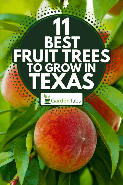 11 Best Fruit Trees To Grow In Texas - Garden Tabs Best Fruit Trees To Grow, Fruit Trees Backyard, Pear Varieties, Texas Landscaping, Planting Fruit Trees, Texas Plants, Pecan Tree, Backyard Trees, Growing Fruit Trees