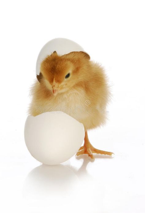 Candling Eggs, Incubating Eggs, Embryo Development, Weaning Foods, Raising Chicks, Egg Incubator, Cute Newborn, Very Scary, Pet Chickens