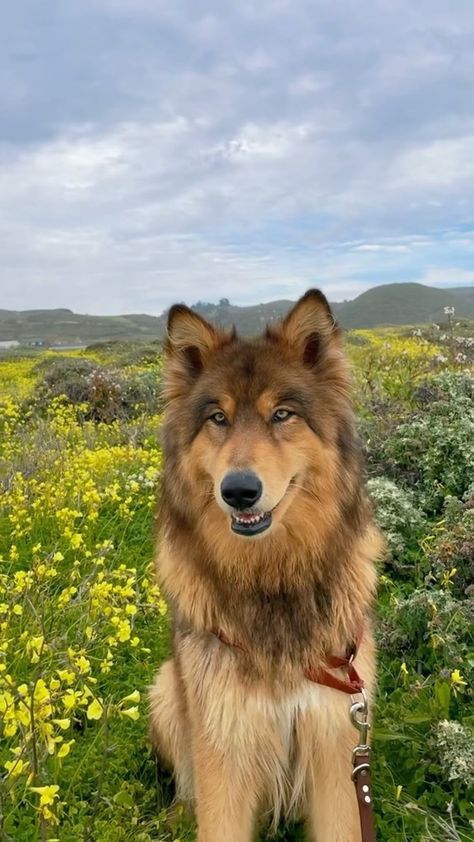 Fluffy Big Dogs, Dogs That Look Like Wolves, Big Cute Dogs, Pretty Dog Breeds, Wolfdog Puppy, Cute Big Dogs, Majestic Dog, Wolf Dog Puppy, Unique Dogs