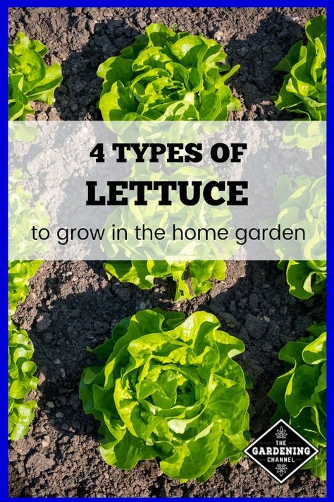 Try growing lettuce in your home garden. Use this gardening guide to select a variety of lettuce for your home garden. #gardeningchannel #vegetablegardening #growinglettuce Lettuce Growing, Types Of Lettuce, Vegetable Garden Planner, Gardening Guide, Growing Tomatoes In Containers, Growing Lettuce, Easy Vegetables To Grow, Vegetable Garden Raised Beds, Garden Plots