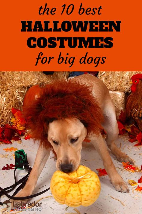 What Are The Best Halloween Costumes For Big Dogs? - LabradorTrainingHQ Yellow Lab Halloween Costume Ideas, Xxl Dog Costumes, Diy Large Dog Costumes, Yellow Lab Halloween Costume, Large Dog Halloween Costumes Diy, Black Lab Halloween Costumes, Labrador Halloween Costumes, Costumes For Big Dogs, Large Dog Halloween Costumes