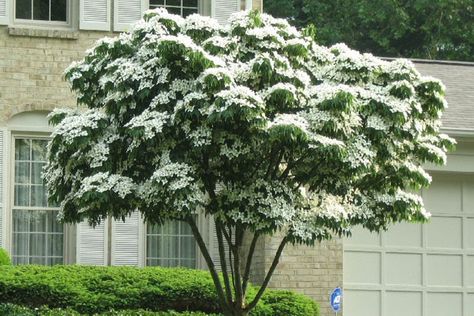 Top Kousa Dogwood Tree, Kousa Dogwood, Dogwood Tree, Landscaping Trees, Specimen Trees, Dogwood Trees, Easy Landscaping, Crape Myrtle, Garden Shrubs