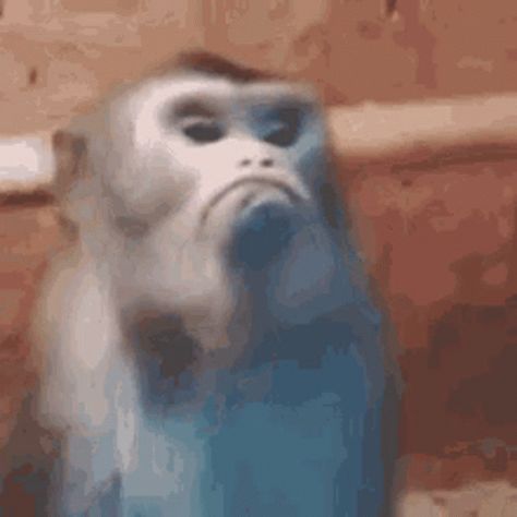 Mad Monkey GIF - Mad Monkey MadMonkey - Discover & Share GIFs Monkey Gif, See It, Gif, On Twitter, Twitter