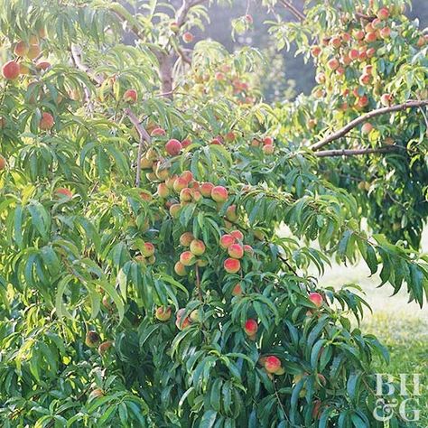 There are many varieties of peach trees on the market. If your local nursery doesn't have a variety that appeals to you, search online retailers. From hardy 'Canadian Harmony' to oddly shaped 'Donut', peaches are available in a range of sizes and hardiness ratings. Most peach trees are self-pollinating, which means you only need to plant one peach tree to get fruit. Three great self-pollinating peach trees are 'Contender,' 'Redhaven,' and 'Reliance'. Donut Peaches, Donut Peach, Peach Tree, Peach Fruit, Attract Pollinators, Peach Trees, Pollinator Garden, Best Fruits, Landscape Trees