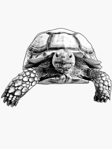 "Motomoto the Wondering Tortoise" Sticker by artsy90designs | Redbubble Tortoise Drawing, Tortoise Tattoo, Sketch Animals, Christmas Carvings, Nature Tattoo Ideas, Turtle Tattoos, Cool Nature, Idea Tattoo, Turtle Drawing