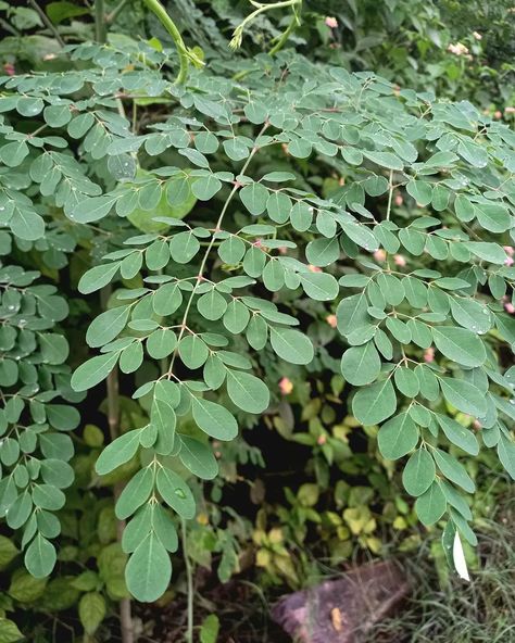 Read caption: 👇👇 . . Discover the power of Moringa oleifera, an ancient Ayurvedic herb that has been cherished for its incredible health benefits for thousands of years. 🌿 Rich in essential nutrients, Moringa is a true superfood that supports overall wellness. Packed with antioxidants like quercetin and chlorogenic acid, Moringa helps combat free radicals, reduce inflammation, and may even lower blood sugar and cholesterol levels. 💚 For those seeking to boost their nutrition naturally, Morin... Benefits Of Moringa Leaves, Health Benefits Of Moringa, Grapevine Leaf, Benefits Of Moringa, Loquat Tree, Moringa Tree, Miracle Tree, Moringa Leaves, Avocado Tree