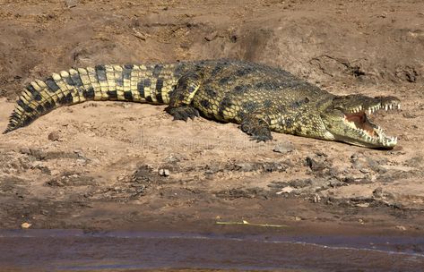 Nile Crocodile - Botswana. A Nile Crocodile (Crocodylus niloticus) warming in th , #AFF, #Crocodylus, #niloticus, #warming, #Nile, #Crocodile #ad Crocodile Pictures, Chobe National Park, Nile Crocodile, River Monsters, Focus Images, Africa Animals, Australia Animals, Business Icons, Crocodiles