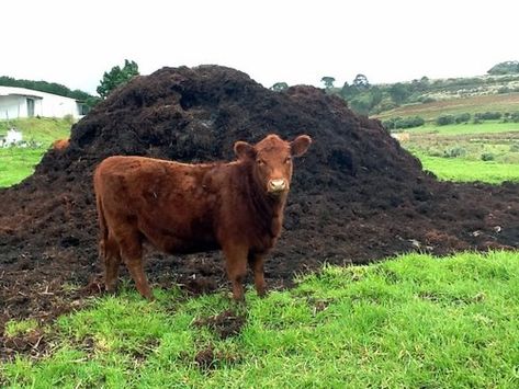 Composted Cow Manure | Soil Mixes & Amendments, The Worm Farm Portland Gutter Garden, Cow Manure, نباتات منزلية, Worm Farm, Soil Improvement, Organic Fertilizer, Garden Boxes, Organic Matter, Garden Soil